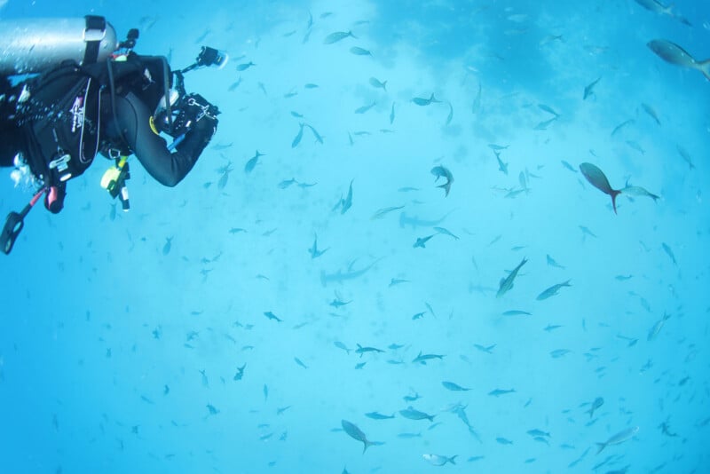 A diver is underwater, capturing images or photos of marine life. The surrounding waters are filled with a variety of fish and at least one hammerhead shark. The scene is bright due to the clear, blue water.