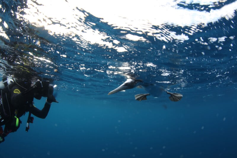 A scuba diver photographs a swimming seabird, possibly a pelican, with its beak partially submerged. The water is clear and blue, with light filtering through the surface.